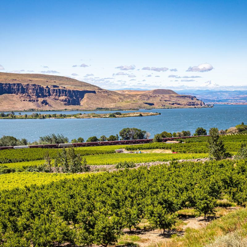 Washington State Apple Orchard on the banks of the Columbia River